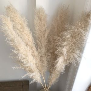 Pampas Grass